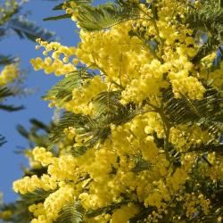 Le Massif du Tanneron